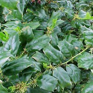 326 units available! Pre-Order Qty: 0