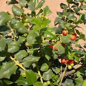 208 units available! Pre-Order Qty: 0