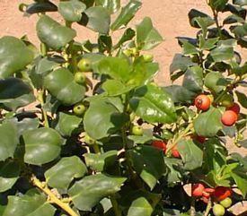 0 units available! Pre-Order Qty: 0