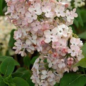 0 units available! Pre-Order Qty: 0