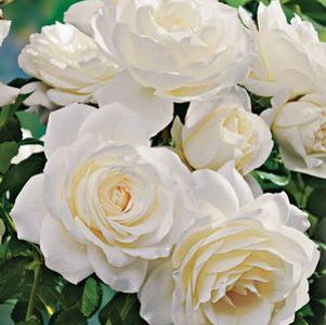 0 units available! Pre-Order Qty: 0