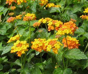 0 units available! Pre-Order Qty: 0