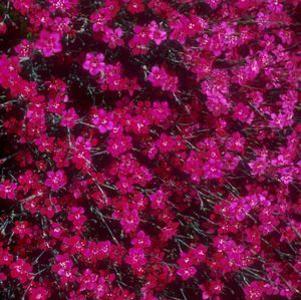 0 units available! Pre-Order Qty: 0