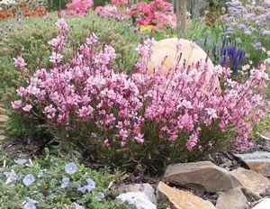 0 units available! Pre-Order Qty: 0