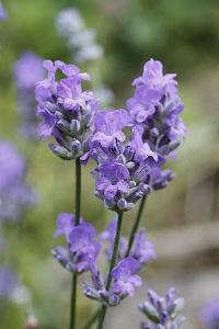 0 units available! Pre-Order Qty: 0