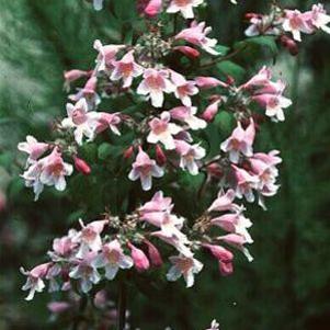 0 units available! Pre-Order Qty: 0