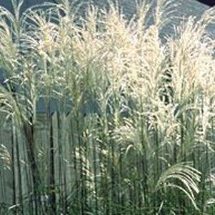 553 units available! Pre-Order Qty: 0