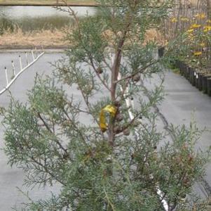 0 units available! Pre-Order Qty: 0