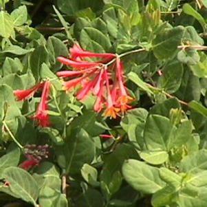 0 units available! Pre-Order Qty: 0