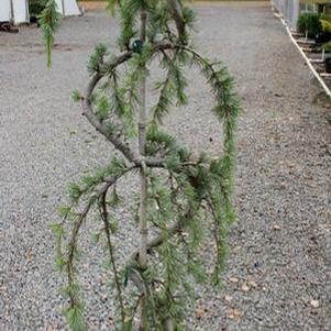 0 units available! Pre-Order Qty: 12