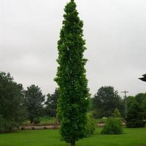 44 units available! Pre-Order Qty: 0