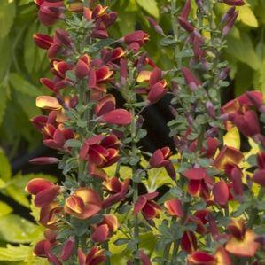 0 units available! Pre-Order Qty: 0