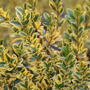 0 units available! Pre-Order Qty: 0