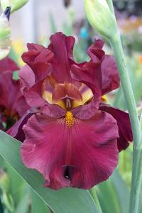 0 units available! Pre-Order Qty: 0