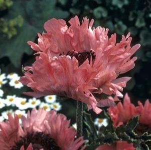 0 units available! Pre-Order Qty: 0