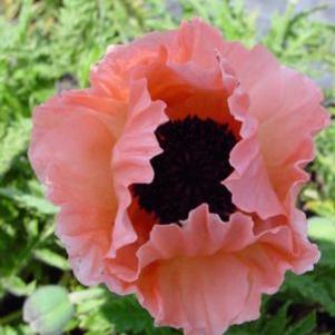 0 units available! Pre-Order Qty: 0