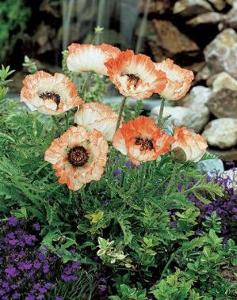 0 units available! Pre-Order Qty: 0