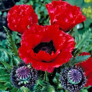 0 units available! Pre-Order Qty: 0