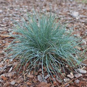 0 units available! Pre-Order Qty: 0