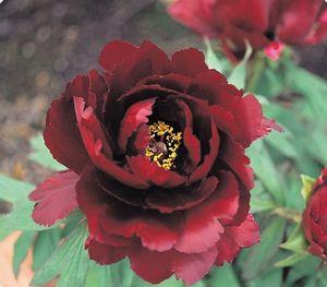 0 units available! Pre-Order Qty: 0