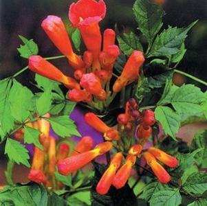 0 units available! Pre-Order Qty: 0