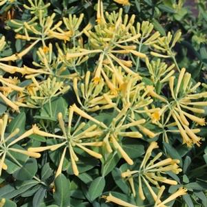 0 units available! Pre-Order Qty: 0