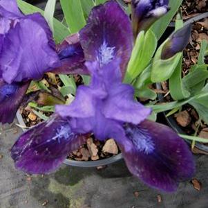 0 units available! Pre-Order Qty: 0