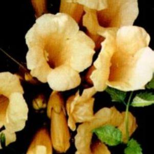 6 units available! Pre-Order Qty: 0