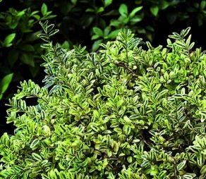 0 units available! Pre-Order Qty: 0