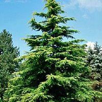 0 units available! Pre-Order Qty: 0