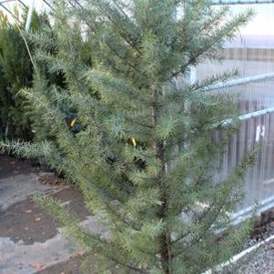 0 units available! Pre-Order Qty: 5