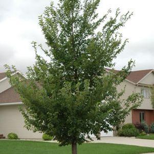 0 units available! Pre-Order Qty: 0