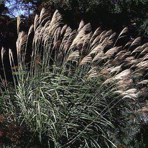 0 units available! Pre-Order Qty: 0