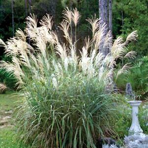 0 units available! Pre-Order Qty: 0