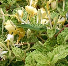 0 units available! Pre-Order Qty: 0