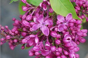 0 units available! Pre-Order Qty: 0