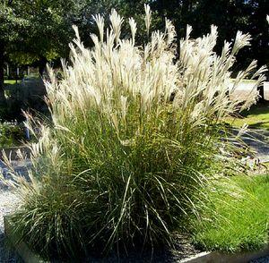 0 units available! Pre-Order Qty: 0