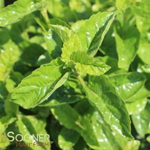 0 units available! Pre-Order Qty: 0