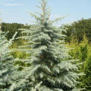 0 units available! Pre-Order Qty: 0