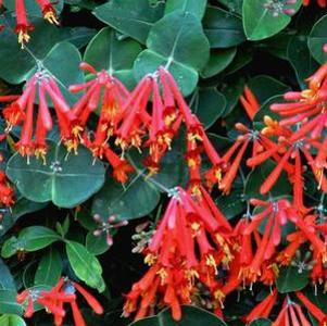 0 units available! Pre-Order Qty: 0