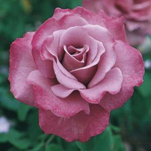 0 units available! Pre-Order Qty: 0