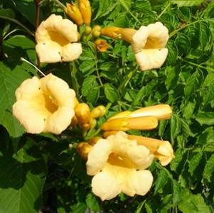 0 units available! Pre-Order Qty: 0