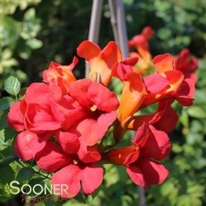 0 units available! Pre-Order Qty: 0