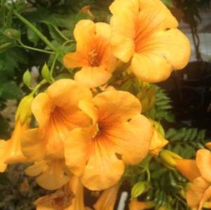 0 units available! Pre-Order Qty: 0