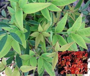 0 units available! Pre-Order Qty: 0