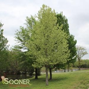 0 units available! Pre-Order Qty: 0