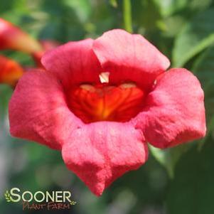 0 units available! Pre-Order Qty: 0