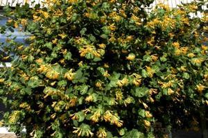 0 units available! Pre-Order Qty: 0