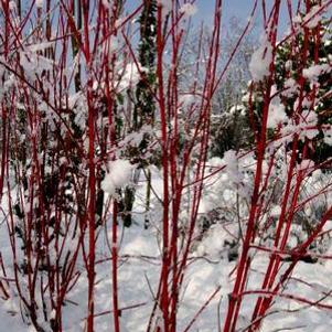 0 units available! Pre-Order Qty: 0