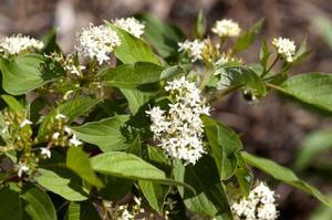 0 units available! Pre-Order Qty: 0